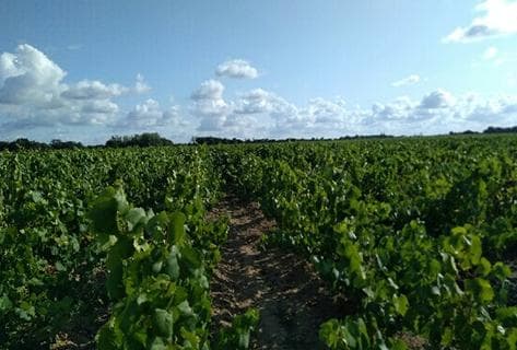 Foto della tenuta - Bonnet-Huteau