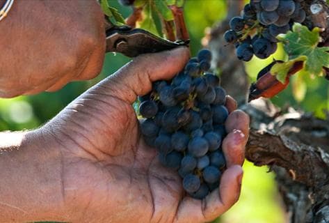 Bosquet des Papes - 2