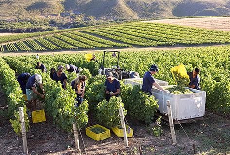 Bouchard Finlayson - 2