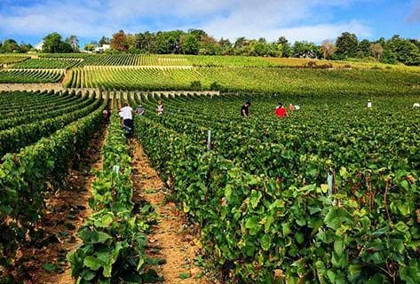 Bouchard Père & Fils (domaine) - 2