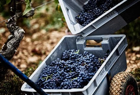 Bouchard Père & Fils (domaine) - 3