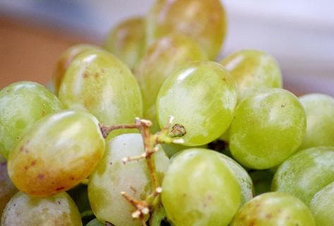 Foto des Partnerweinguts Bouchot (Domaine du)