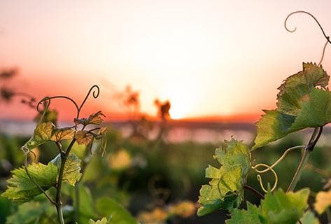 Bouchot (Domaine du) - 3