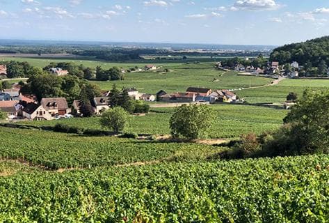 Photo du domaine partenaire Bruno Clair