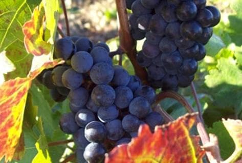 Champ des Soeurs - 3