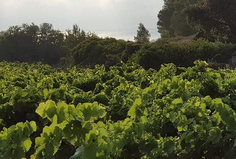 Champ des Soeurs - 4