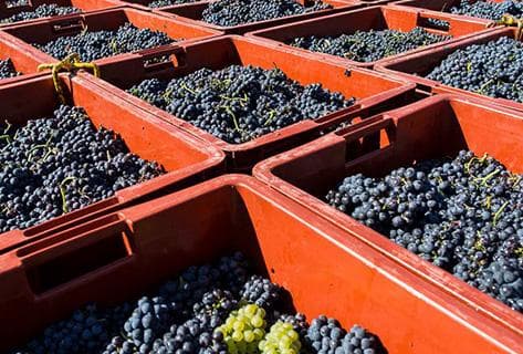 Champagne Elemart Robion - 2