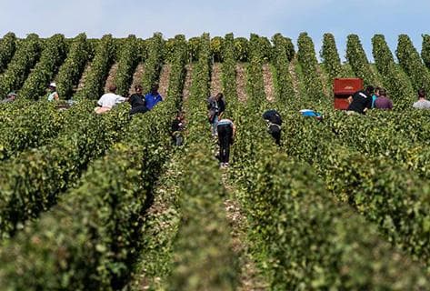 Champagne Elemart Robion - 3