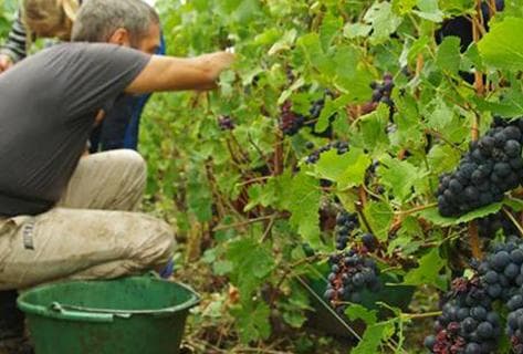 Champagne Henriet Bazin - 1