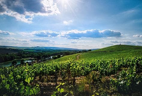 Foto della tenuta - Champagne Philipponnat