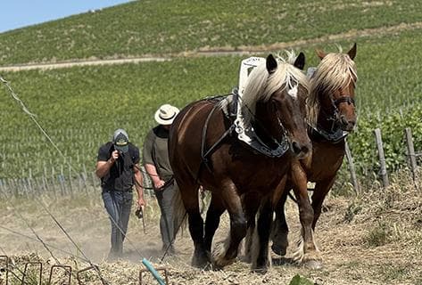 Champagne Philipponnat - 4