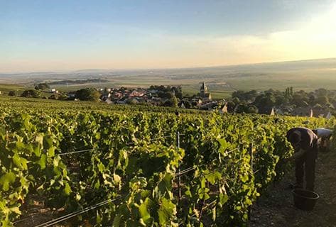 Champagne Virginie Bergeronneau - 2