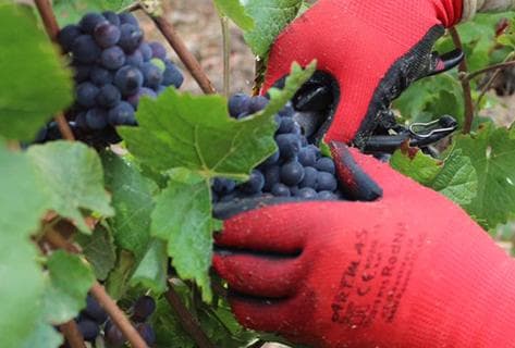 Champagne Virginie Bergeronneau - 4