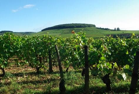 Foto des Partnerweinguts Chandon de Briailles