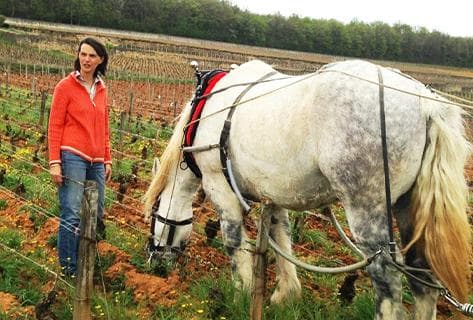 Chandon de Briailles - 3