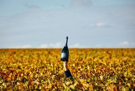 Foto des Partnerweinguts Charles Heidsieck