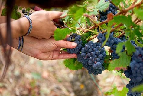 Charles Heidsieck - 3