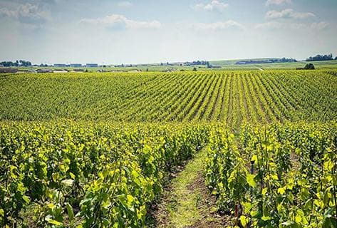 Photo du domaine partenaire Chartogne-Taillet