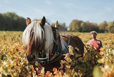Chartogne-Taillet - 2