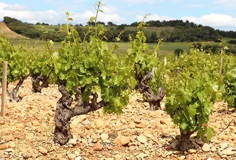 Foto della tenuta - Charvin