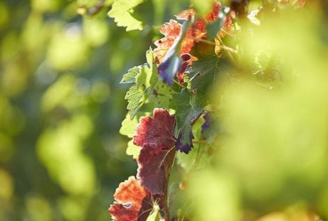 Château Belle-Vue - 3