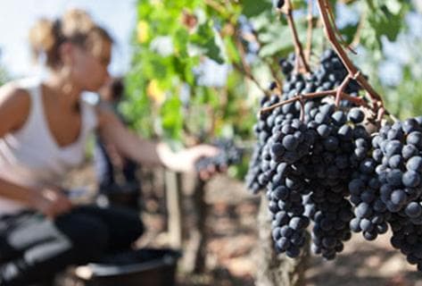 Château Bourgneuf - 2