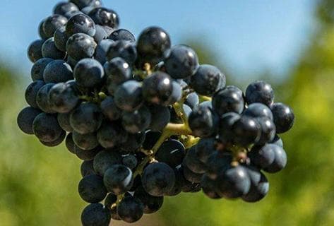 Château Calon Ségur - 3