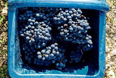 Château Calon Ségur - 4