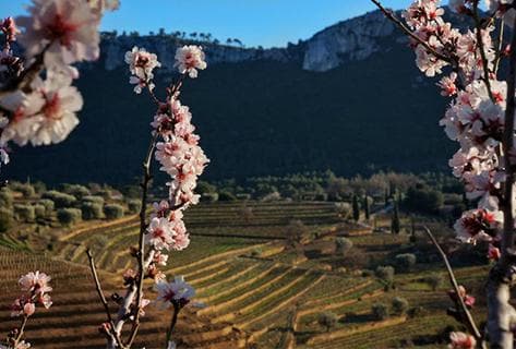 Château Canadel - 1