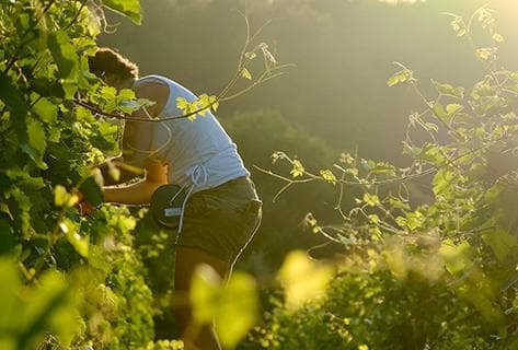 Château Canadel - 2