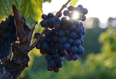 Château Canadel - 3