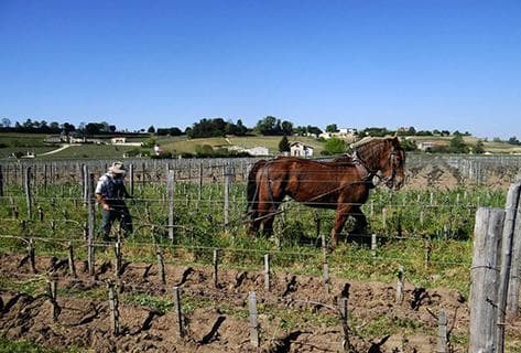 Photo of partner producer Château Canon la Gaffelière