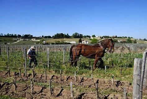 Photo of partner producer Château Canon la Gaffelière