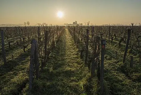 Château Canon la Gaffelière - 3