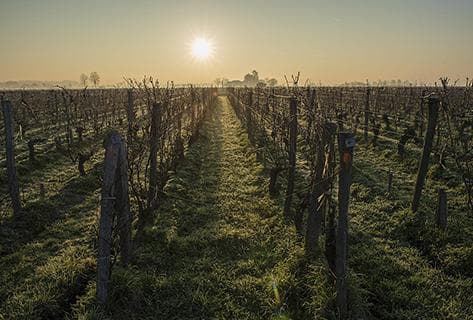 Château Canon la Gaffelière - 3