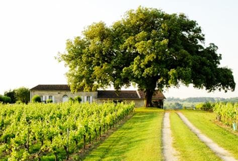 Foto della tenuta - Château Canon Pécresse