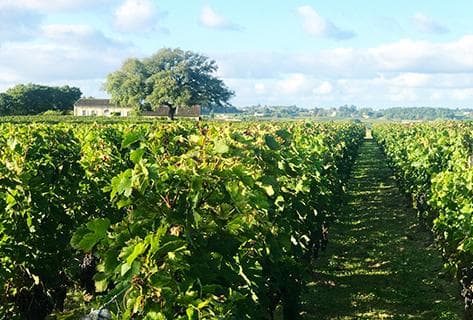 Château Canon Pécresse - 3