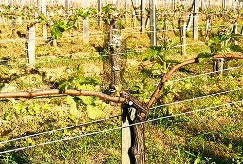 Château Canon Pécresse - 4