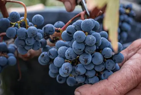 Château Cantenac Brown - 2