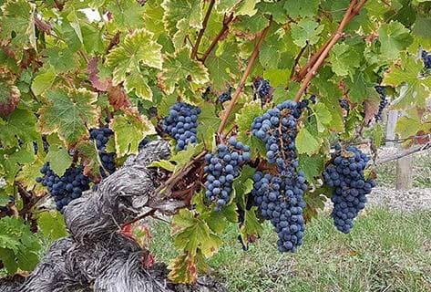 Château Castera - 3