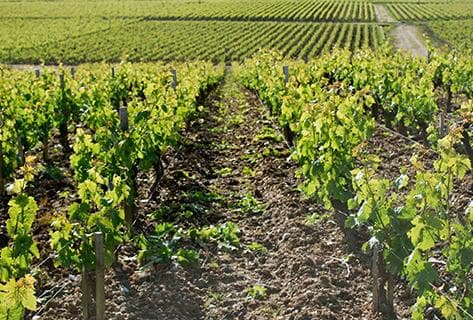 Château Charmail - 4