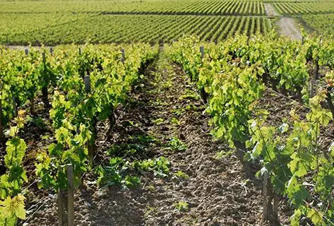 Château Charmail - 4