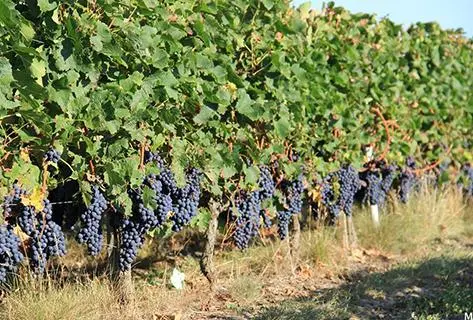 Château Chasse Spleen - 4