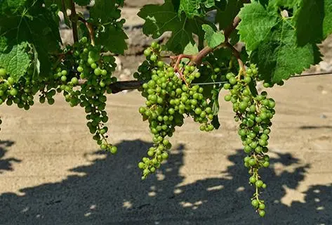 Château Cheval Blanc - 3