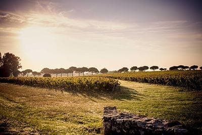 Foto des Partnerweinguts Château Clarke