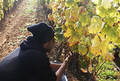 Château Climens - 3