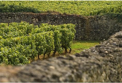 Château Climens - 4