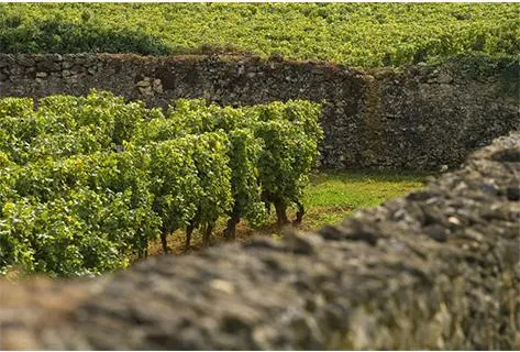 Château Climens - 4