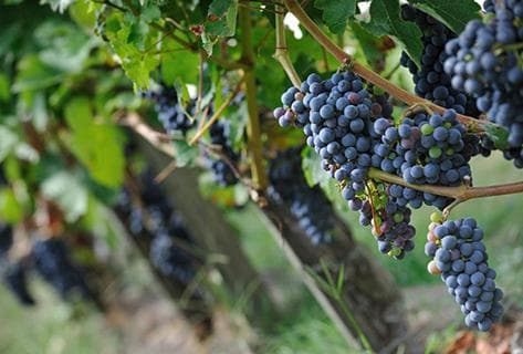 Château Clos Haut Peyraguey - 2