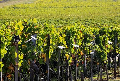 Château Clos Haut Peyraguey - 3